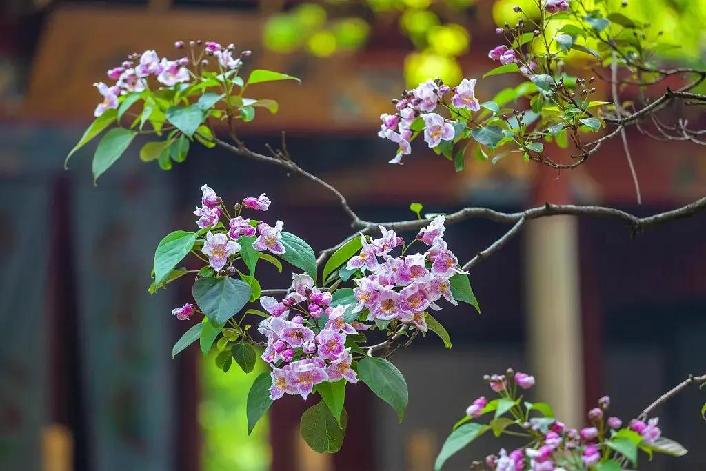 楸树林图片,楸树是古老的活化石树种