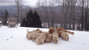 买金毛犬，要牢记这5点，轻松辨别“假金毛”，以后别买错