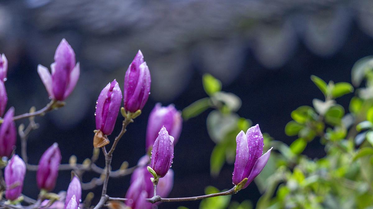 忽听春雨忆江南：三首令人心生美好的春雨小诗，你值得一读