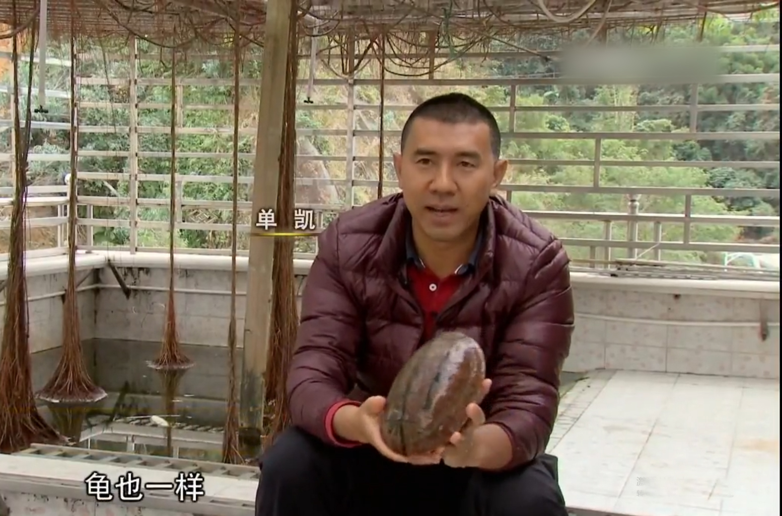 男子养天价乌龟一只龟能卖100,卖乌龟年入百万