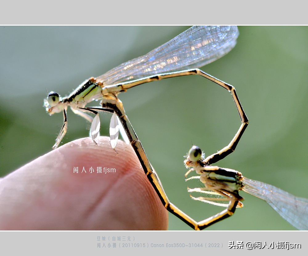 近距离拍摄昆虫小动物,常见昆虫微距摄影活动