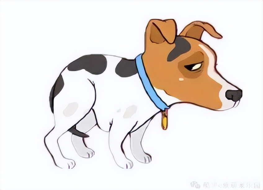 狗狗尾巴的秘密英文版,狗狗尾巴背后都有什么秘密