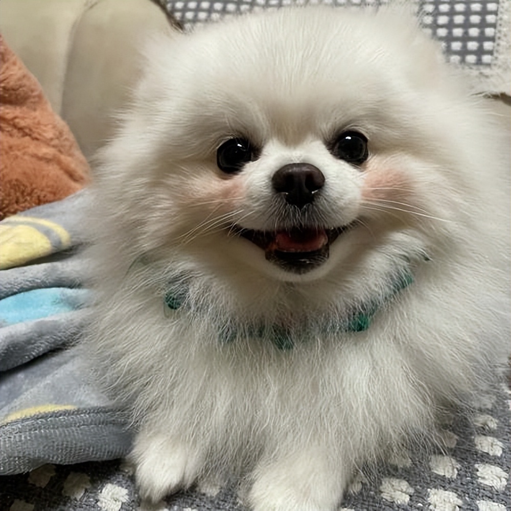 新手适合养什么狗可保护主人,新手养什么狗好养又不伤小狗