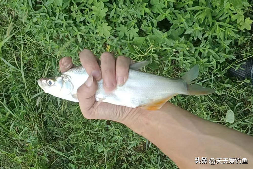 野钓急流水的最好钓法图解,钓鱼技巧传统钓法图解大全