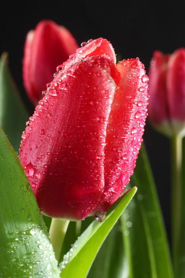 白色郁金香图片大全,郁金香图片大全大图唯美