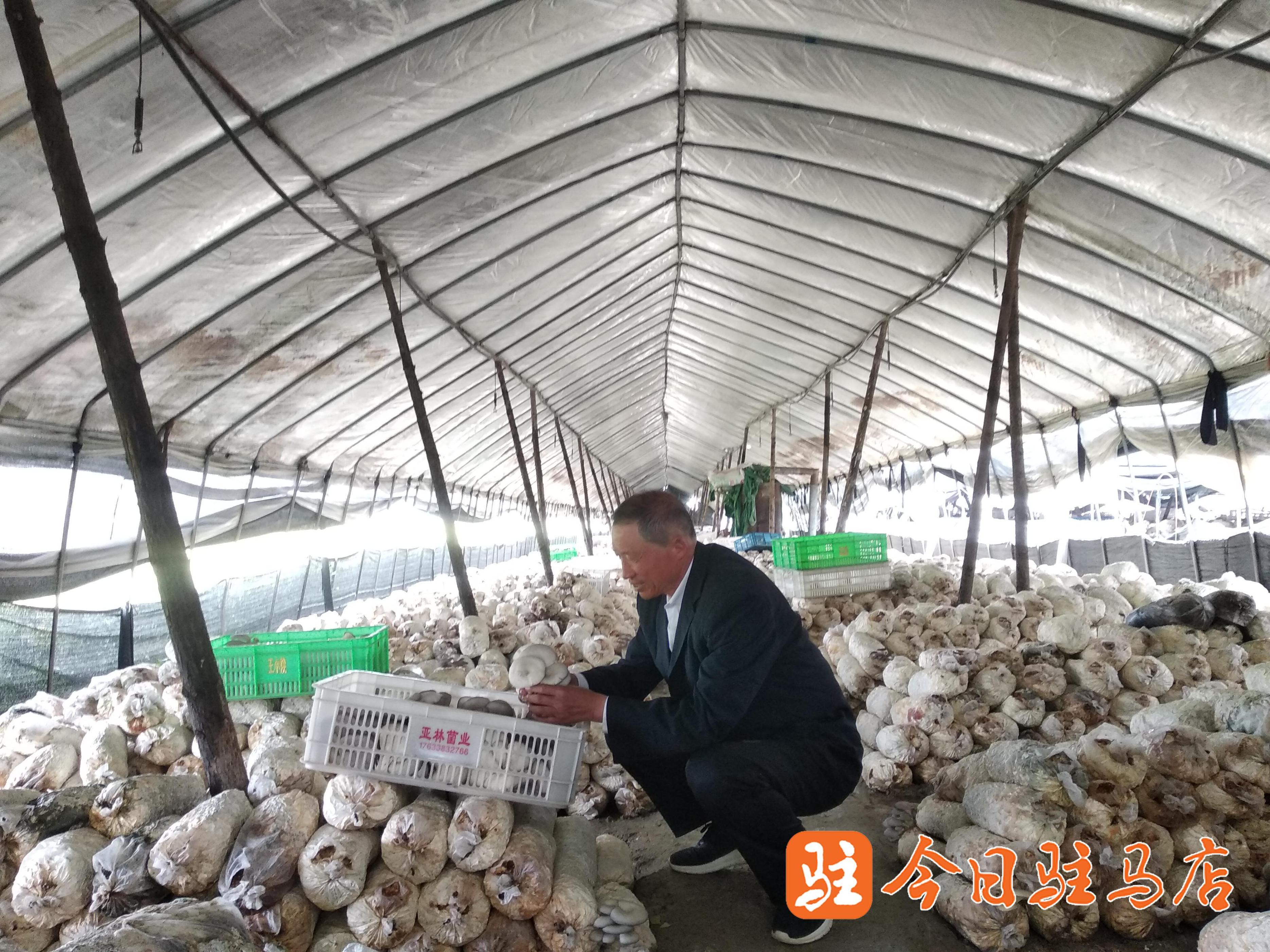 正阳县：小平菇撑起乡村振兴“致富伞”