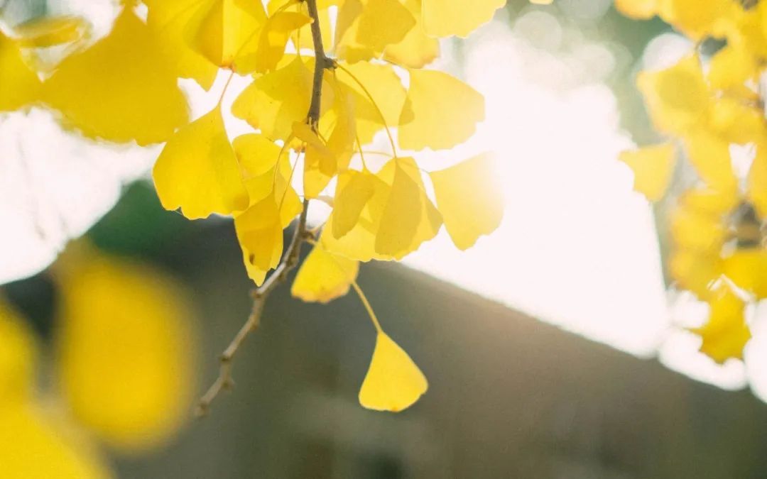 世界读书日可以珍藏一生的书单,423世界读书日推荐书单