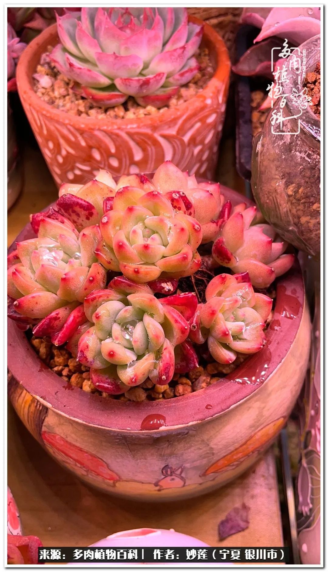 世间繁华三千不如一隅清欢,世间繁华三千不如有一院清欢