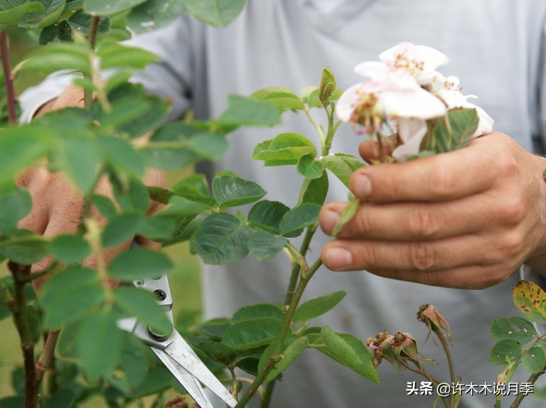 月季撸光叶子更好养？消灭病害的杀手锏，冬季清园的最后利器