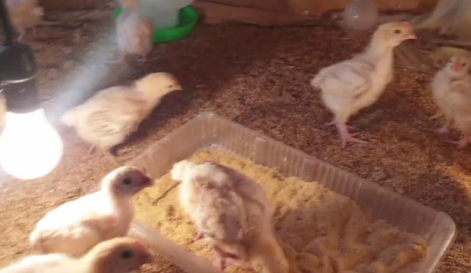 很怕客人点蛋包饭…彻夜排队只买到十颗蛋,台湾蛋荒,前所未见!