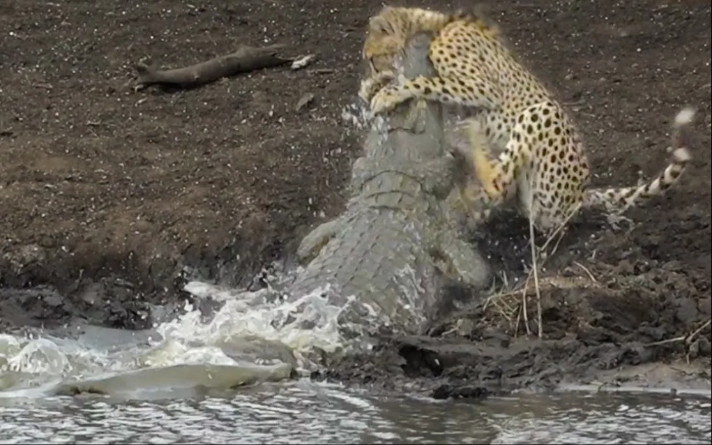 鳄鱼攻击人会攻击哪里,鳄鱼会不会主动袭击人