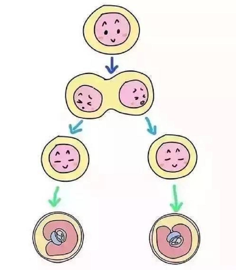连体人娶妻生子,连体人如何生子