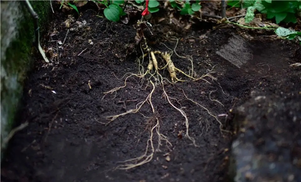最好的野人参值多少钱一斤,野人参一般20年多少钱