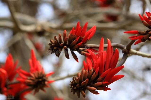 欣赏美丽的珊瑚,田里珊瑚树