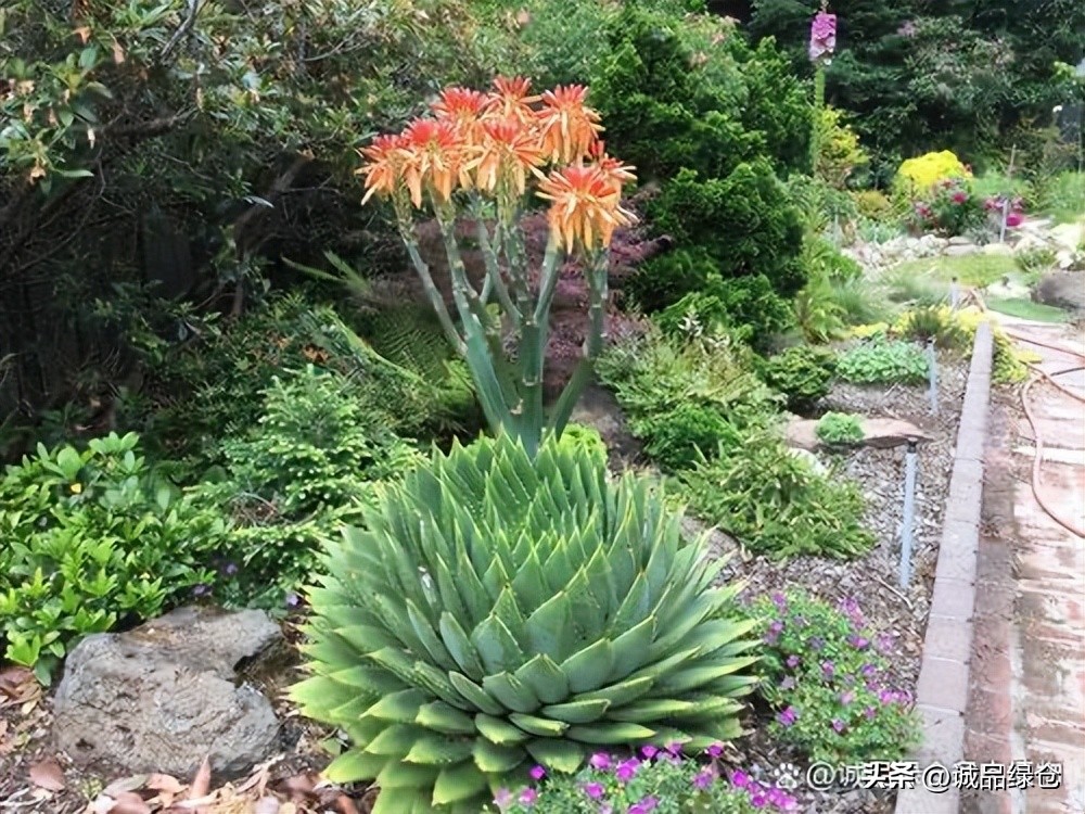 旋转女王芦荟小苗,旋转女王芦荟一年长多大