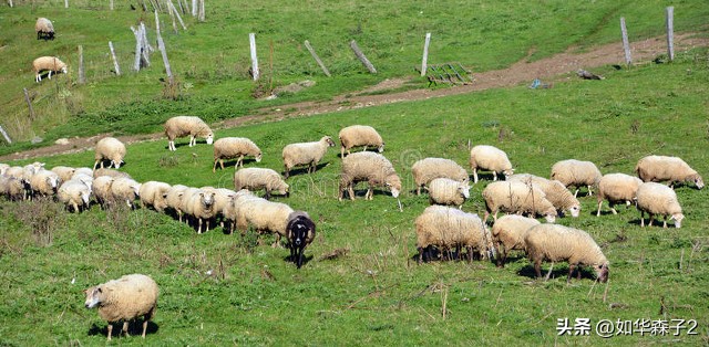 靠养羊一年挣了8000万,大学生返乡养羊发家致富