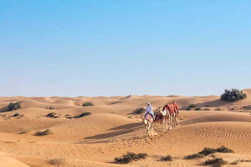 花了5.5w,只为在迪拜的沙漠里和羚羊相伴入睡