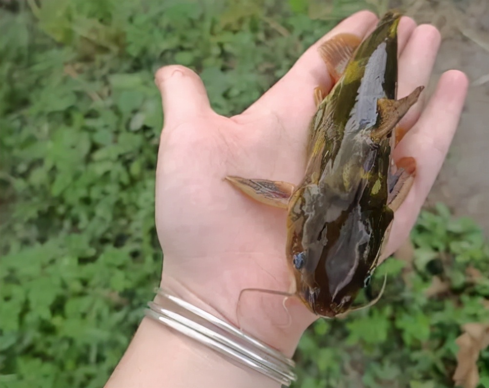 十大常见的小河鱼,农村河里常见的十种小野鱼