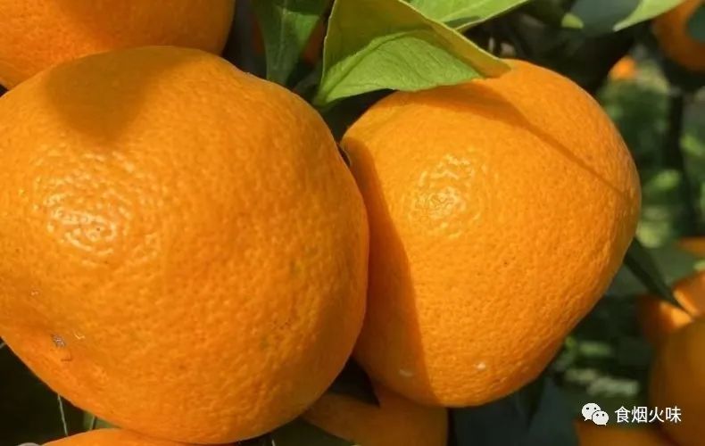 春节买水果六种水果不能忘,过年买什么水果代表平安吉祥