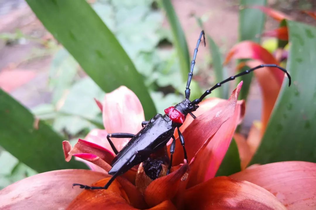 中国天牛图鉴,天牛全程图鉴