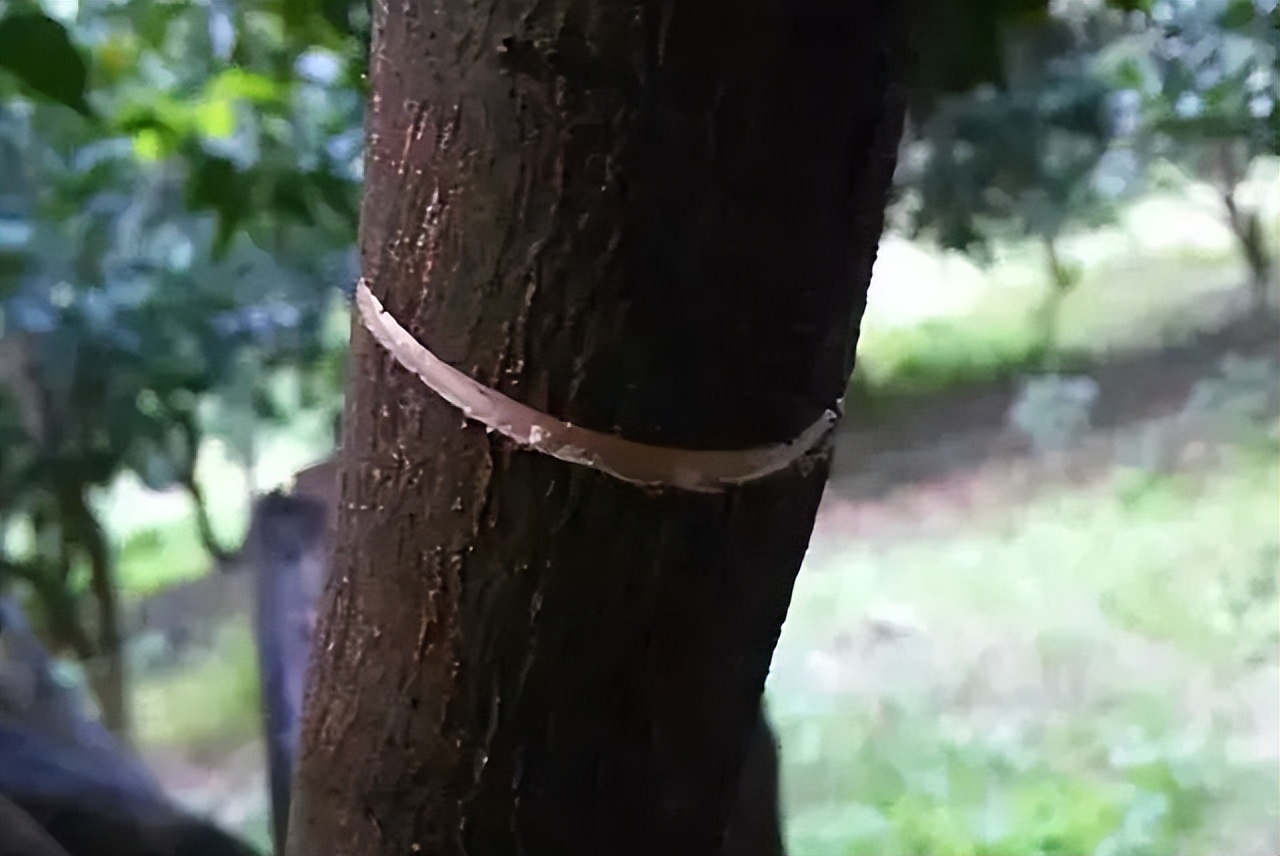 柑橘保果如何抢救看这篇就够了,柑橘保果知识点总结