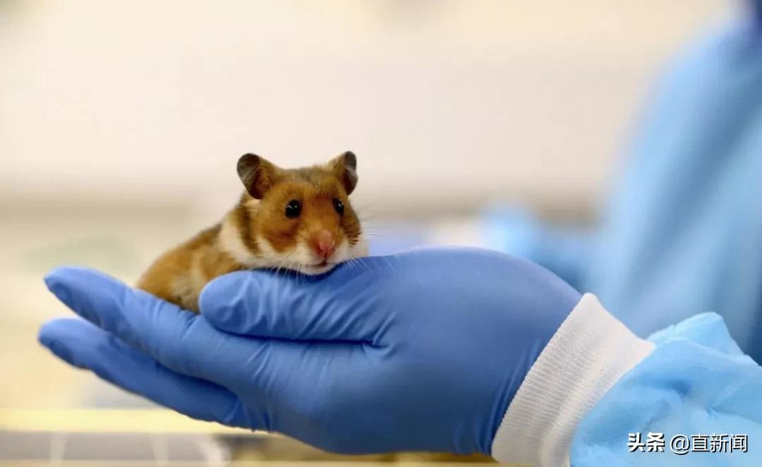 首批国家捐赠15万盒中药抵港！古天乐等艺人献爱心丨香港一日