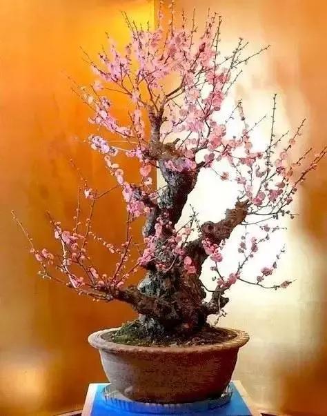 梅花老桩盆景,梅花盆景制作