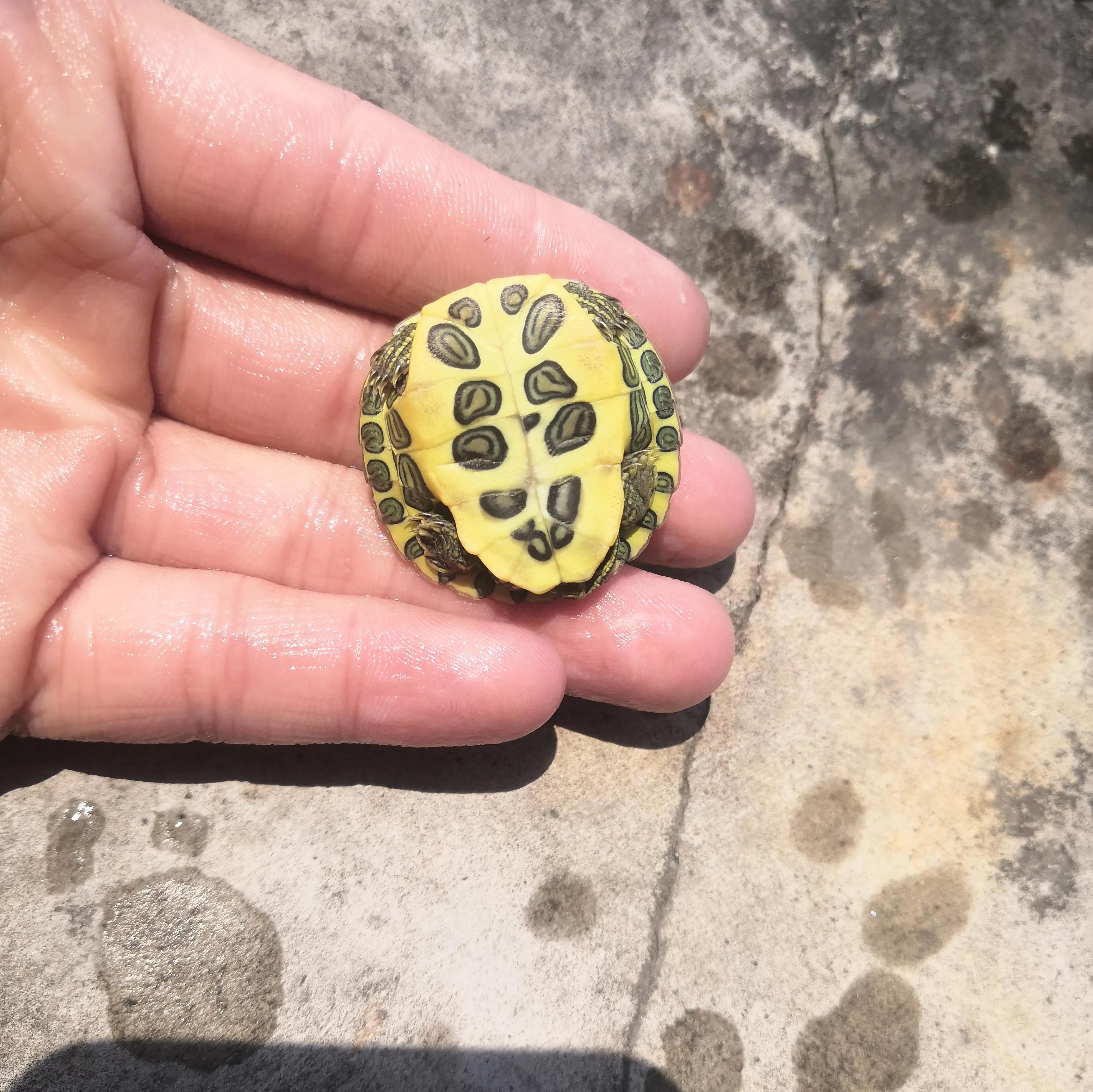 巴西龟密西西比红耳龟,十大智商最高的龟巴西红耳龟