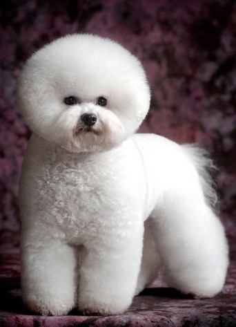 最受欢迎的十大宠物狗排名,十大最受欢迎的宠物狗排行