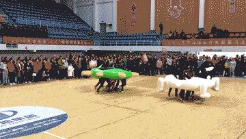 趣味运动会室内游戏项目,残疾人趣味运动会游戏