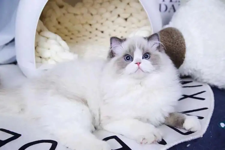 怎么来养好布偶猫,如何养好布偶猫