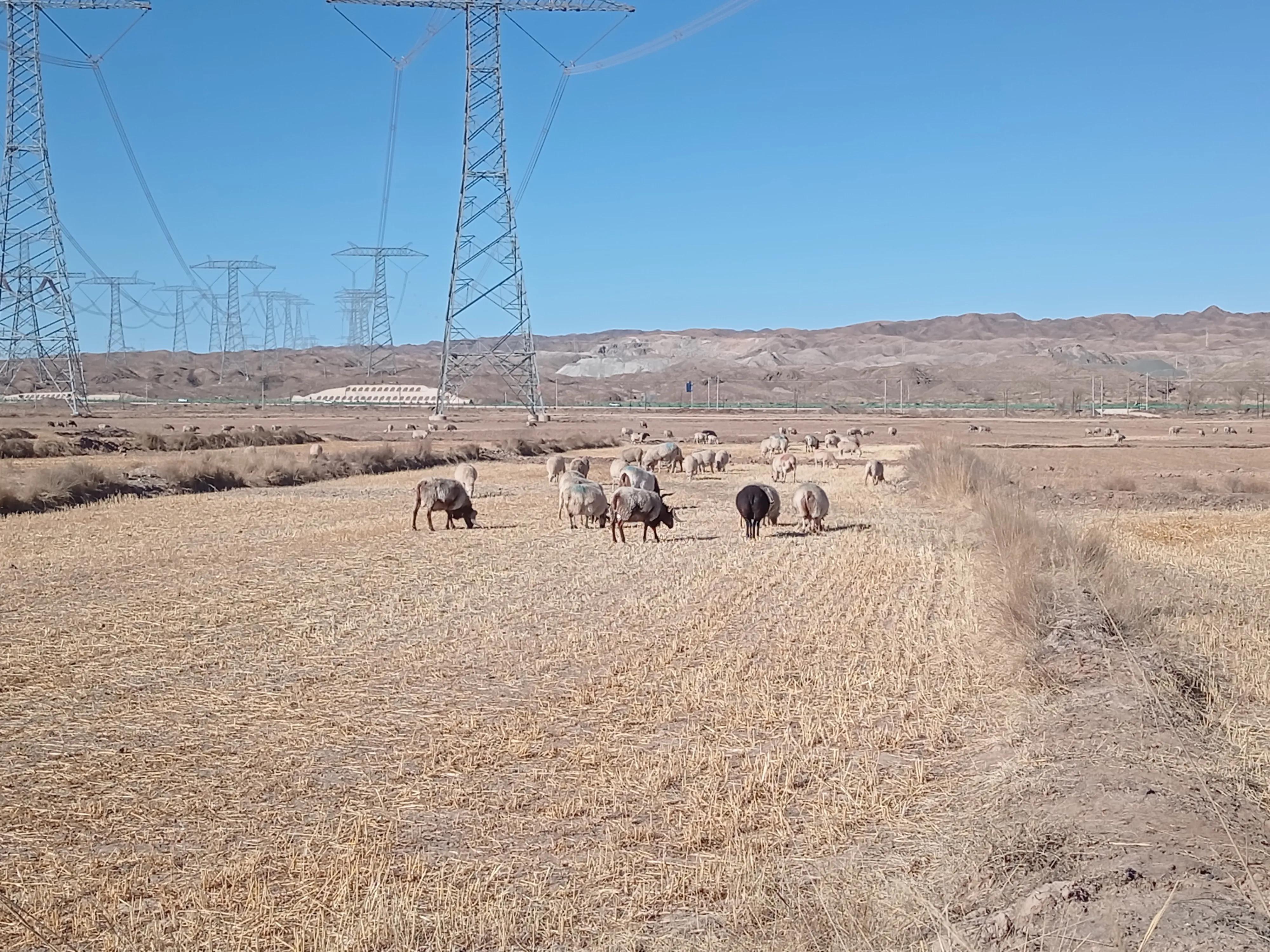 养羊的利润与成本真实笔记,养羊的利润与成本真实比较