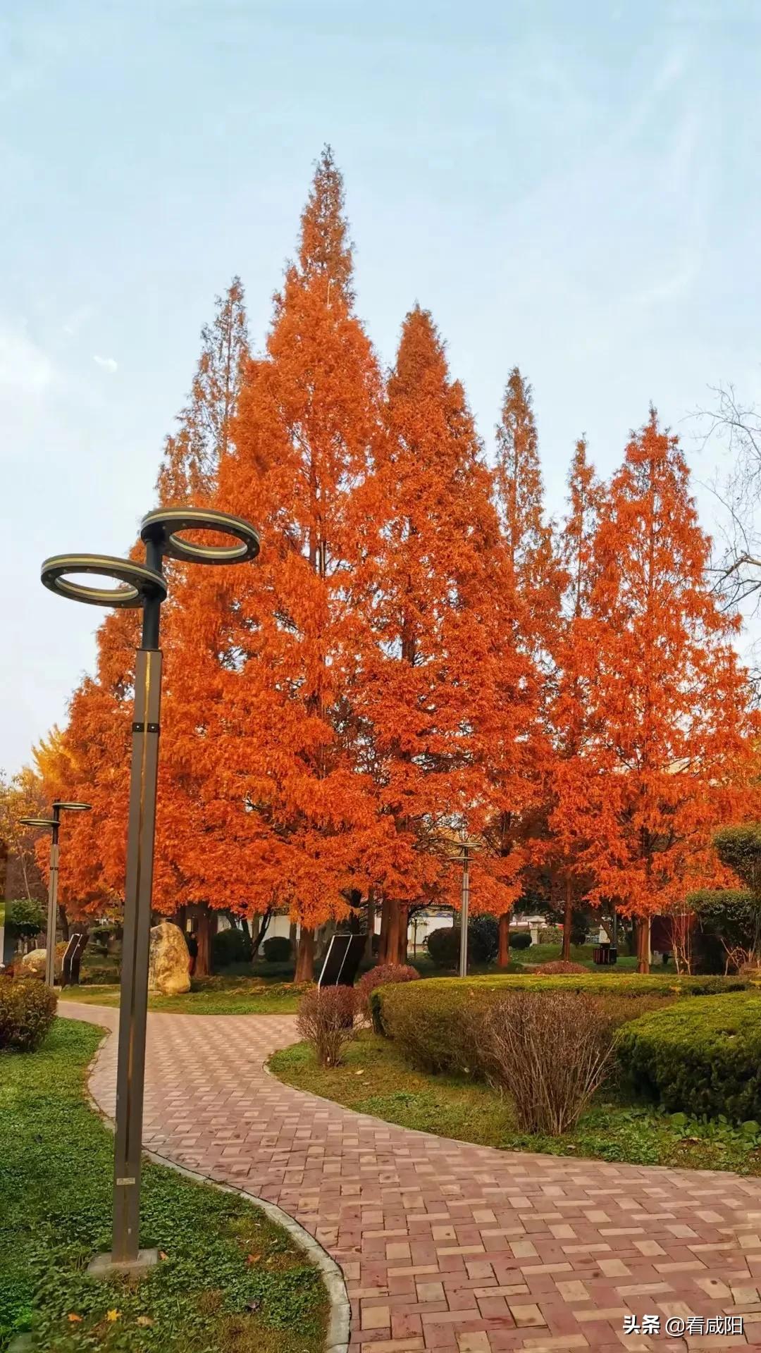 咸阳湖的景色越来越美,春天咸阳湖美景图片高清