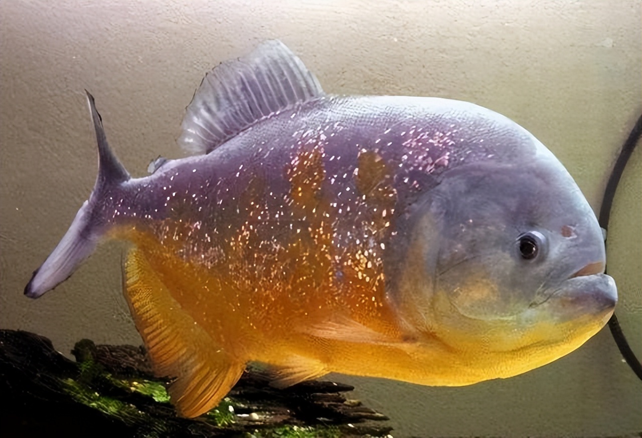 淡水白鲳鱼价格多少钱一斤,淡水白鲳鱼的价格是多少钱一斤