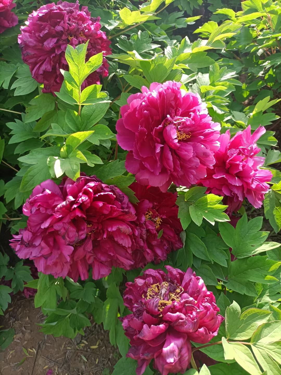 反诈电话提醒是真是假,电话智能反诈功能