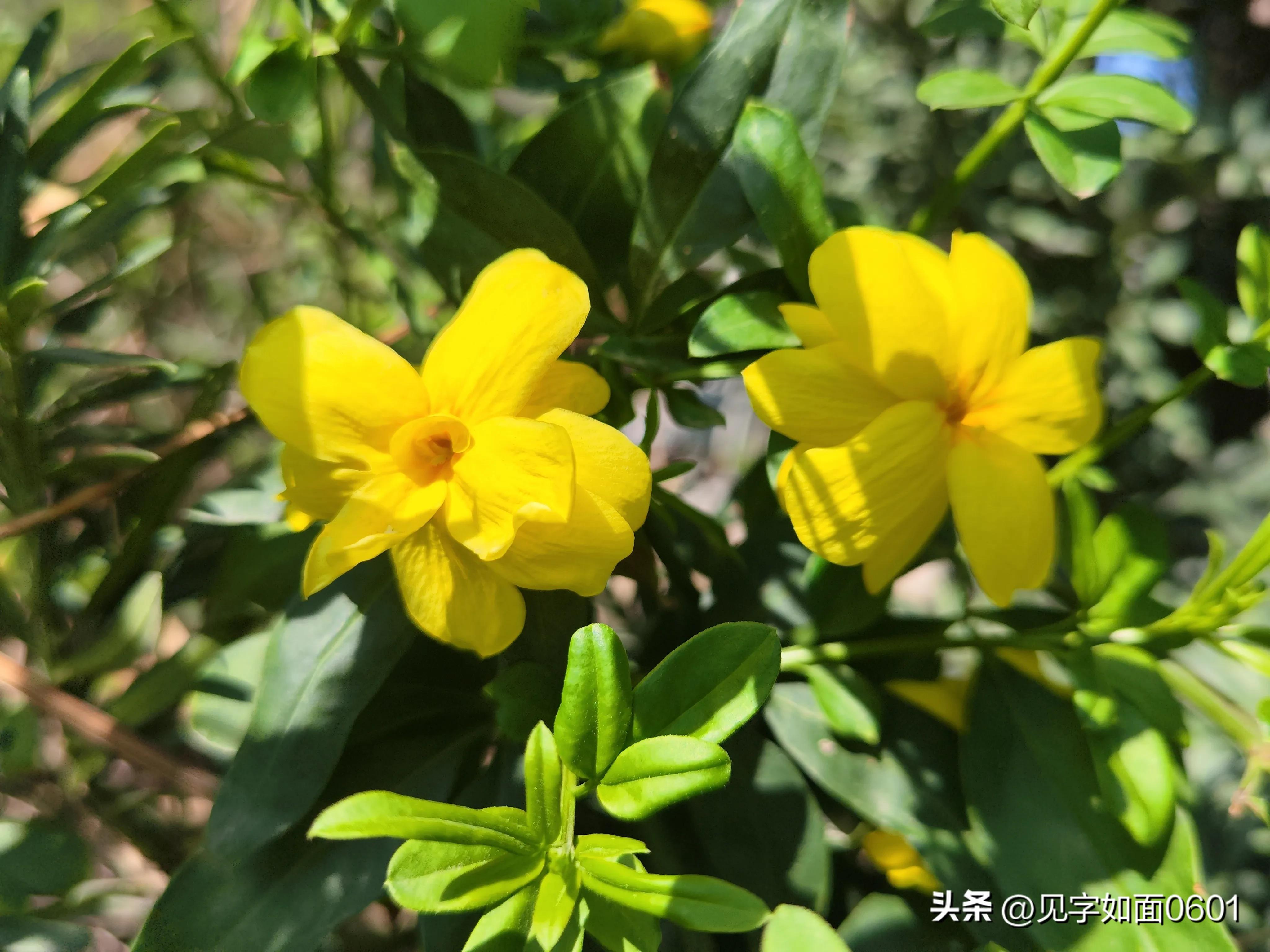 一日一花·野迎春