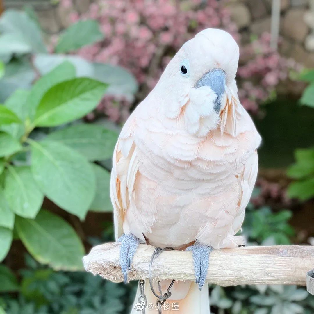 北京植物园的赏花的最好时节,西山秘境惊艳北京的植物