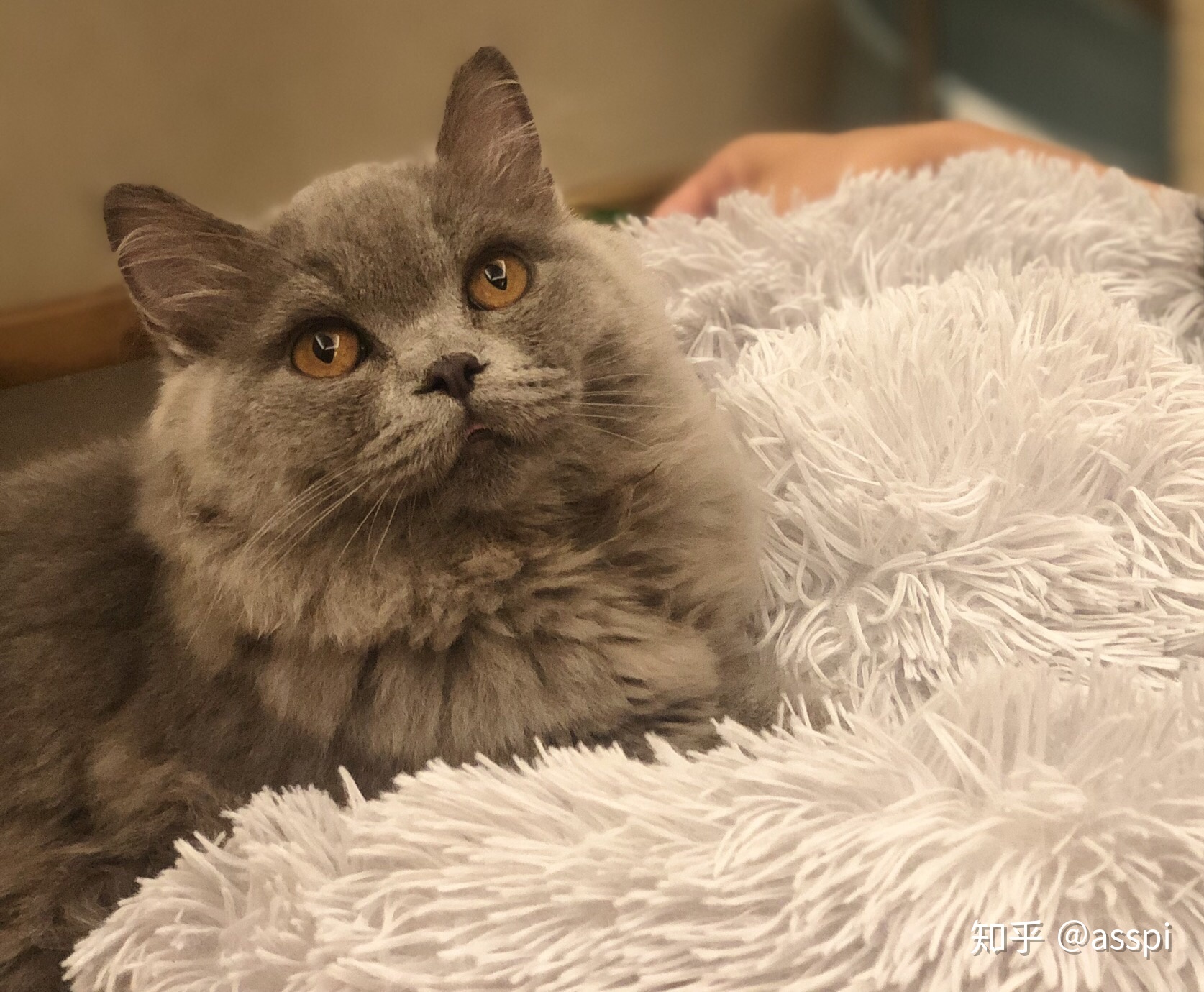 为什么弃养蓝猫的那么多,英短蓝猫频繁被弃养的原因