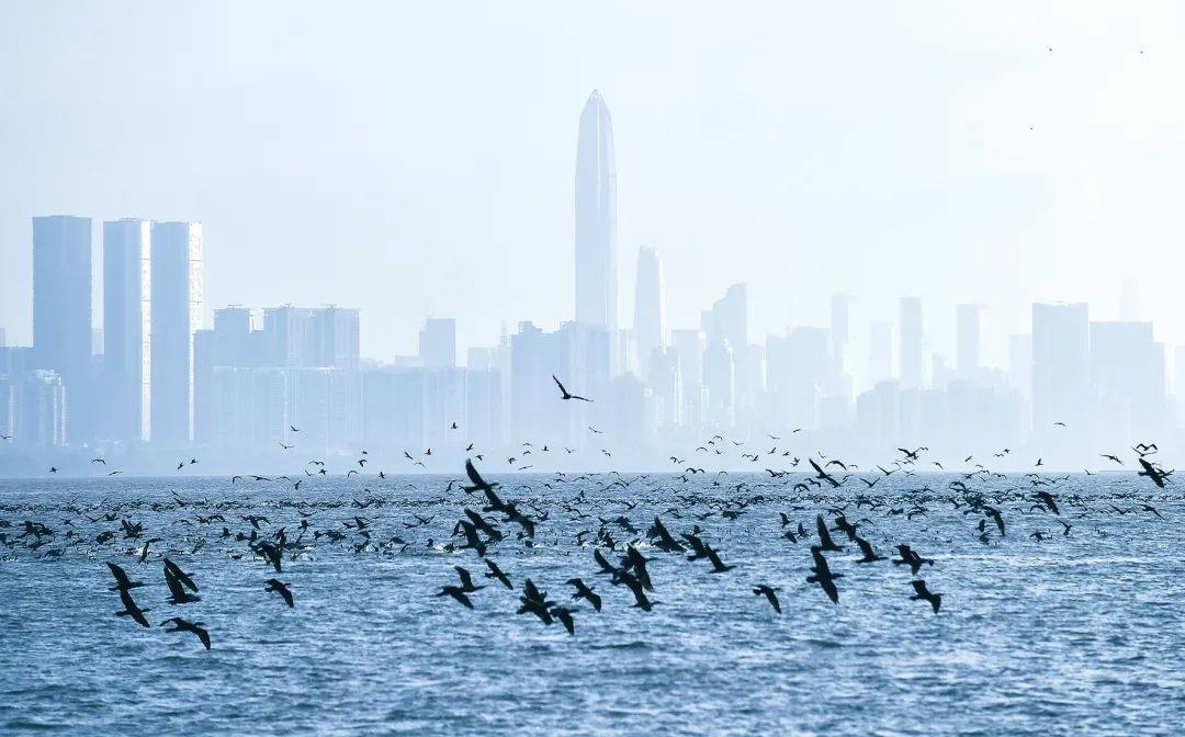 深圳最全红树林公园指南,深圳市最出名红树林湿地公园