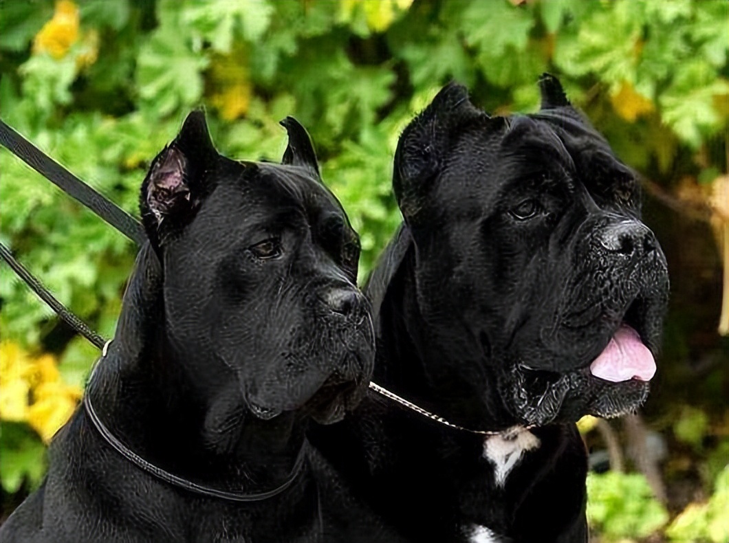 卡斯罗犬厉害吗值得养吗,卡斯罗犬容易饲养吗易得病吗