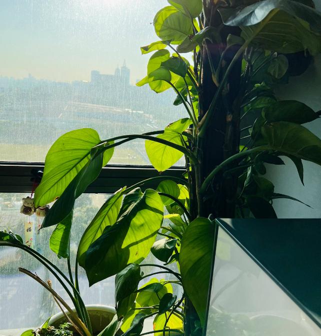 针对甲醛最好的绿植,甲醛最怕的十种绿植排名