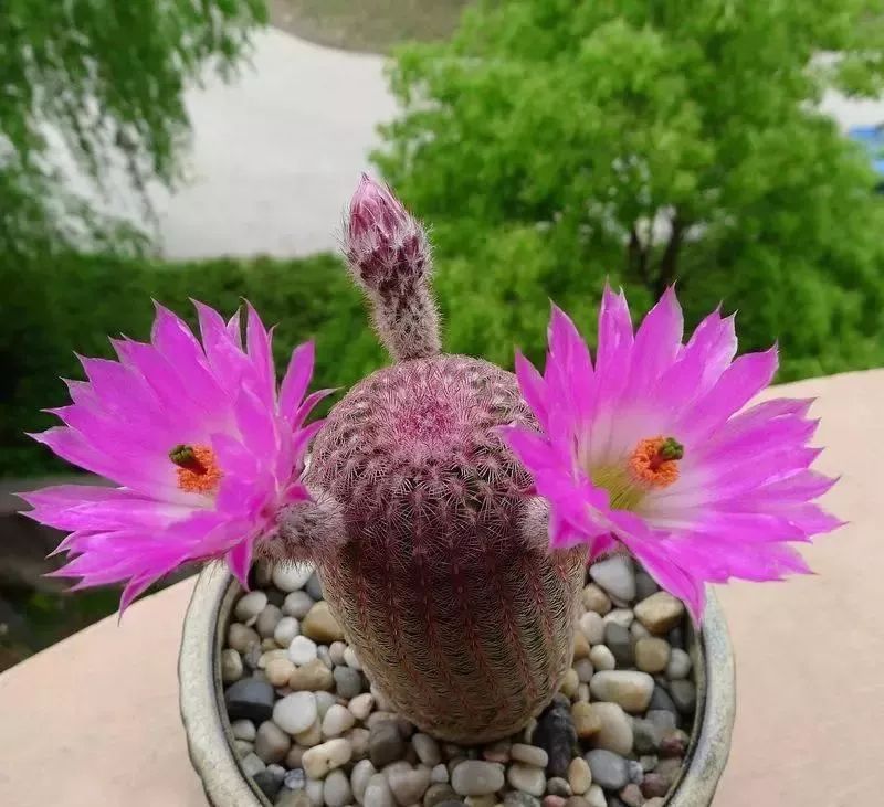 200种·仙人球开花图鉴，大开眼界，美到爆