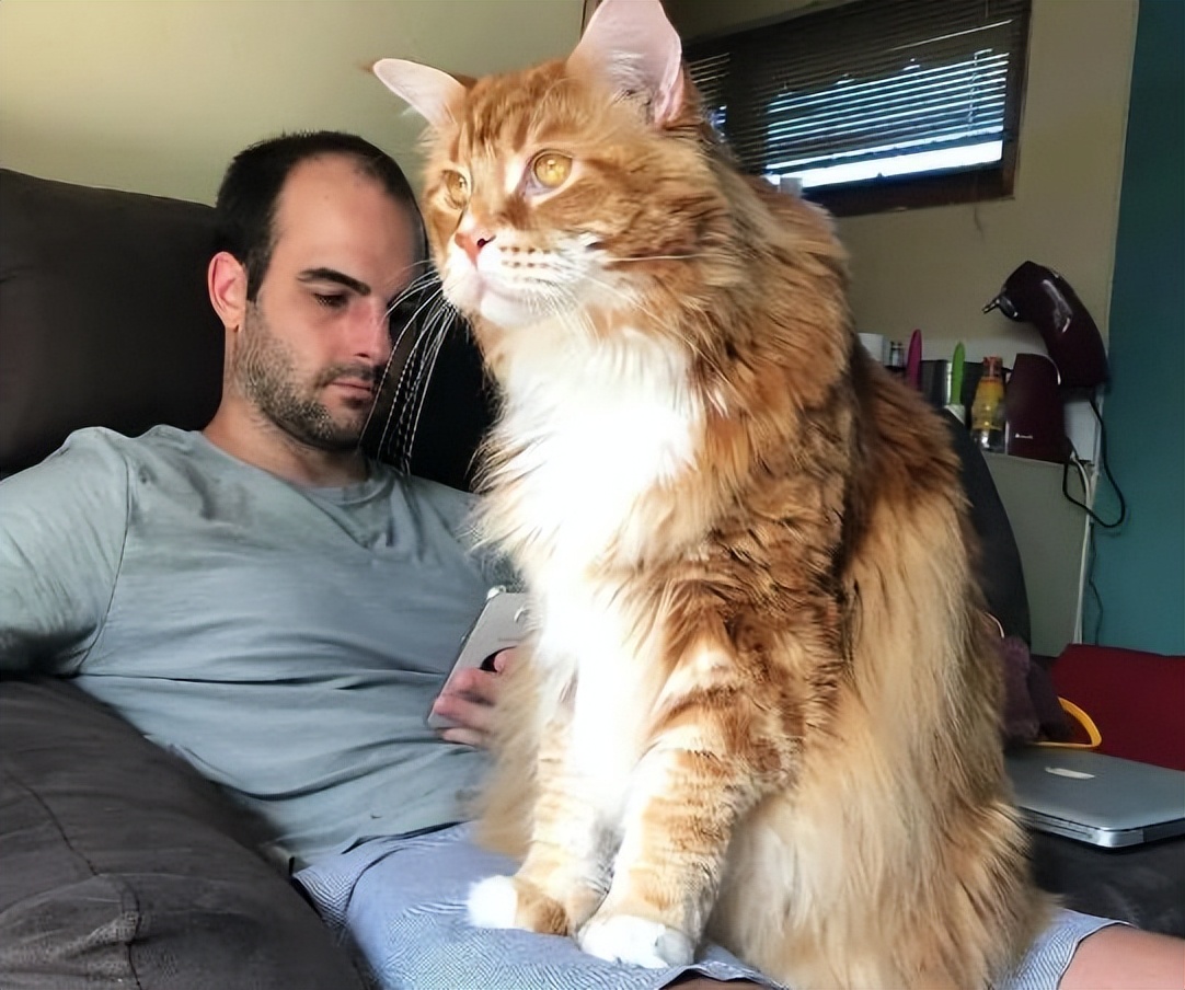 猫界缅甸猫,猫界顶流缅因猫到底有啥魅力