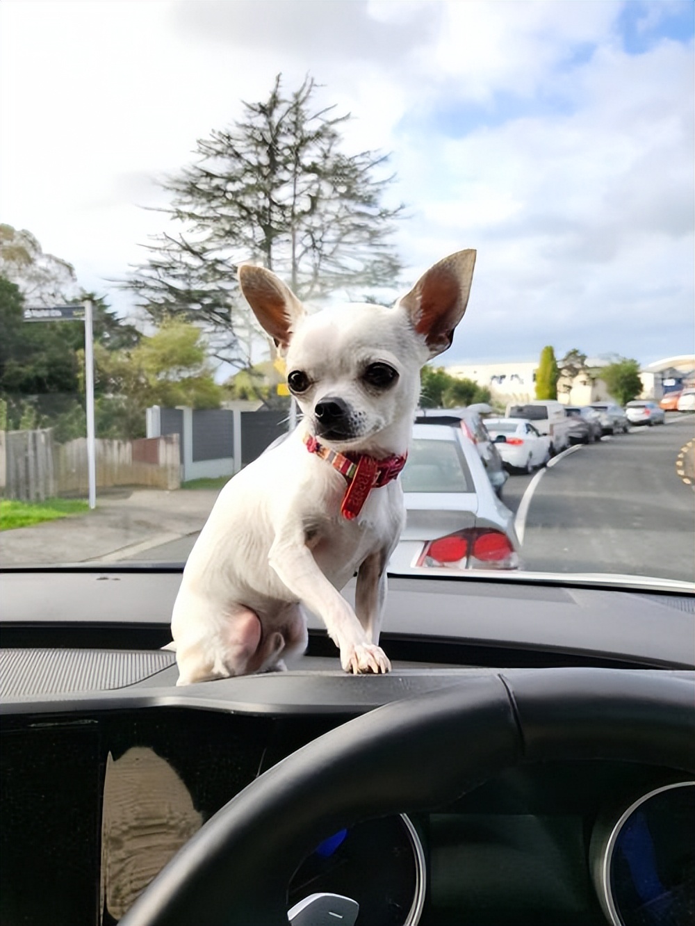 人工杂交寿命最短的狗,寿命短的狗有哪些表现