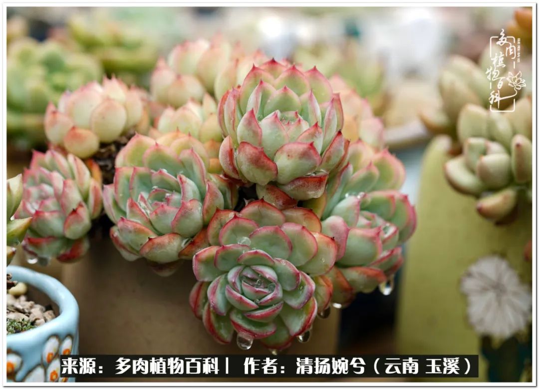 夏天好养颜值高的多肉,可爱的小多肉