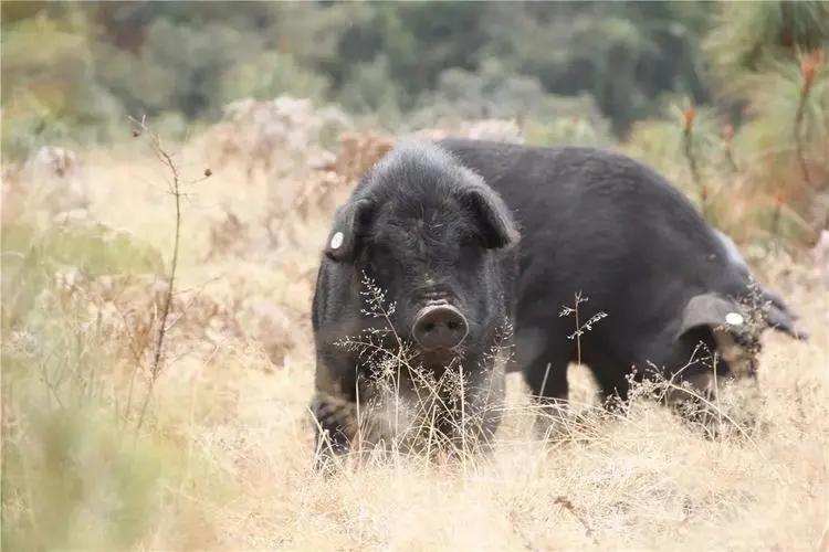 生态猪的养殖技术和方法,生态猪的养殖方法和销量