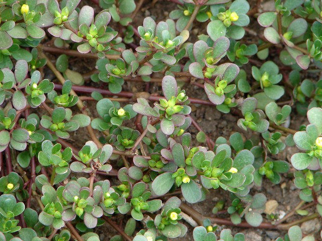 哪种草药可以治泻痢,治疗久泻久痢的中药方剂