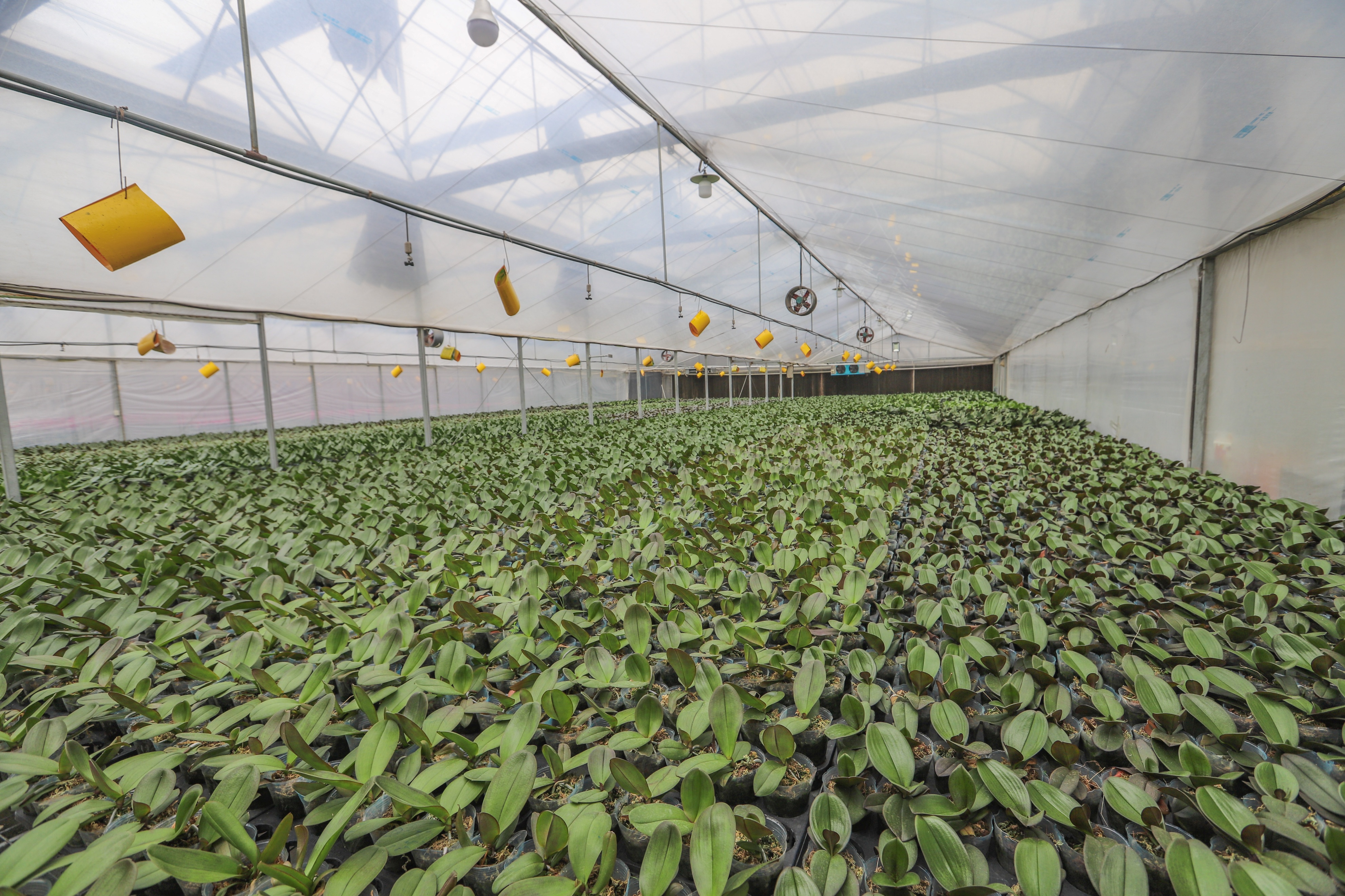 走进花果苗木之乡洪阳镇，探索“万花园”花木致富的产业密码