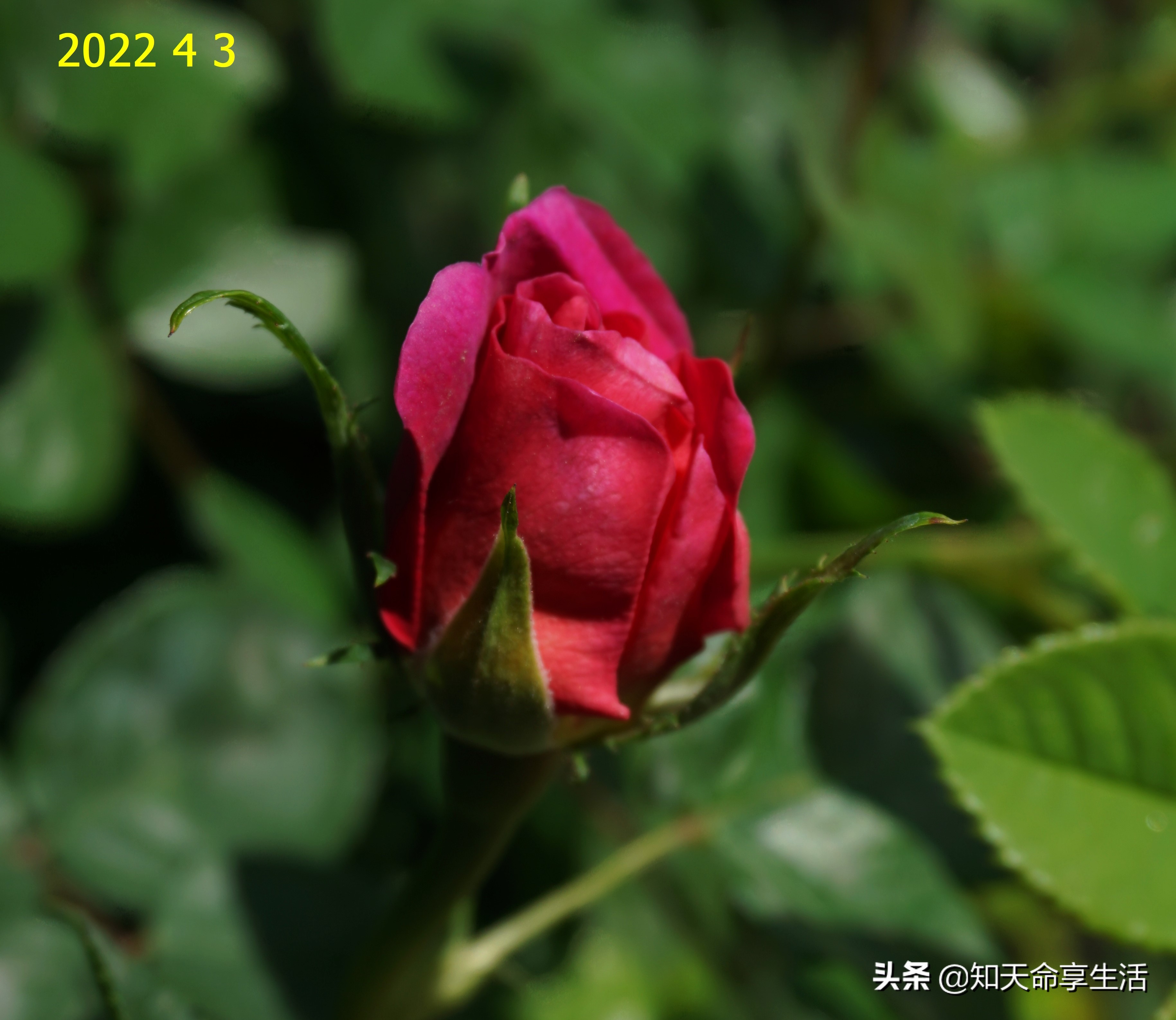 安妮公主月季大全,安妮公主英国玫瑰月季