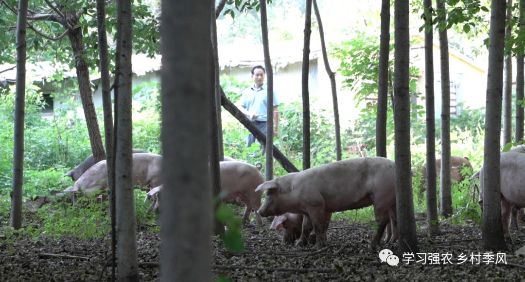 吃茶叶有刮油效果吗,吃茶叶有助于减肥吗